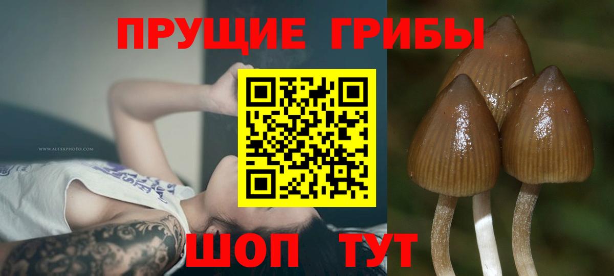 Псилоцибиновые грибы Psilocybine cubensis  Вход с VPN  Галлюциногенные грибы ЛСД  Ирбит 